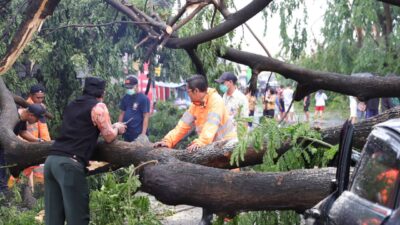 Pohon Tumbang di 15 Titik Kota Tangerang