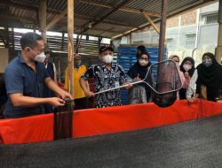 Sembilan Kali, Kutil Cimone Panen 700 Kg Lele