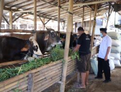 DKP Perketat Pemeriksaan Kesehatan Ternak Sapi di Kota Tangerang