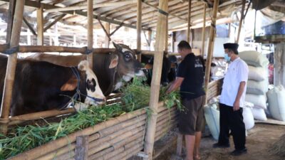 DKP Perketat Pemeriksaan Kesehatan Ternak Sapi di Kota Tangerang