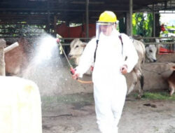 412 Ekor Hewan Ternak di Kabupaten Tangerang Dinyatakan Sembuh 