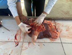 Saat Penyembelihan Hewan Kurban, DKP Kota Tangerang Terjunkan 289 Petugas