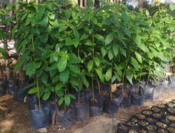 Sedekah Oksigen dengan Sampah Biji Buah-buahan