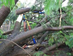 Jadi Korban Pohon Tumbang di Kota Tangerang ? Begini Klaim Asuransinya