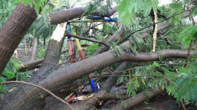 Jadi Korban Pohon Tumbang di Kota Tangerang ? Begini Klaim Asuransinya