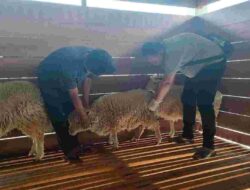 Pemkot Tangerang Lakukan Pemeliharaan Kesehatan Hewan Ternak di UPT PBTPHP