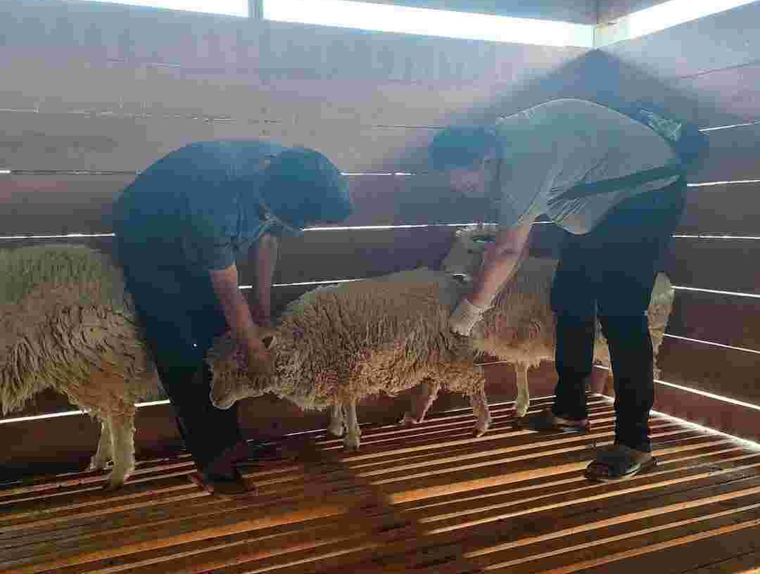 Pemkot Tangerang Lakukan Pemeliharaan Kesehatan Hewan Ternak di UPT PBTPHP