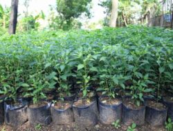 Pemkot Tangerang Bagikan 329.715 Bibit Cabai Gratis untuk Dorong Urban Farming dan Tekan Inflasi