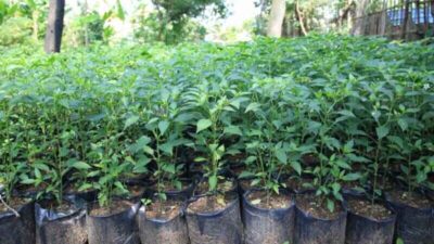 Pemkot Tangerang Bagikan 329.715 Bibit Cabai Gratis untuk Dorong Urban Farming dan Tekan Inflasi