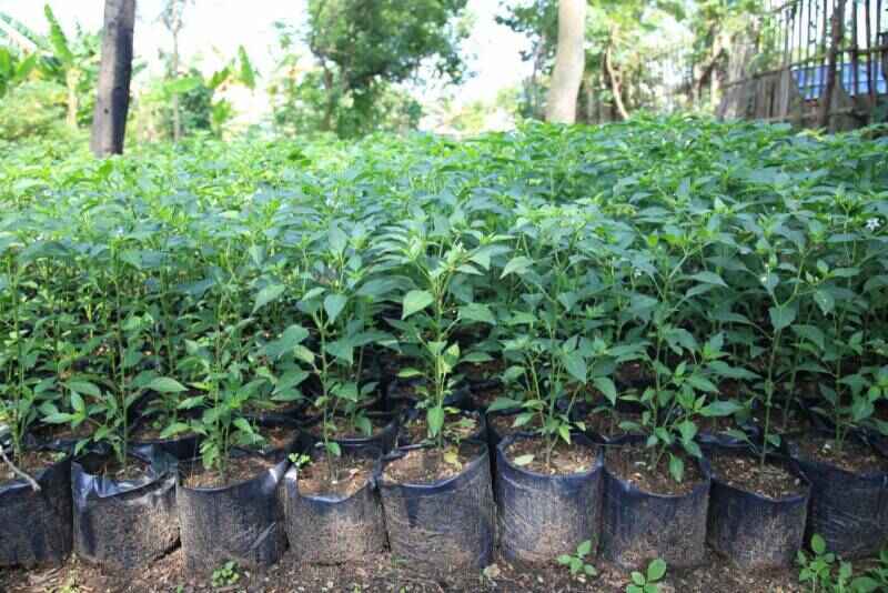 Pemkot Tangerang Bagikan 329.715 Bibit Cabai Gratis untuk Dorong Urban Farming dan Tekan Inflasi