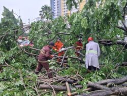 Banyak Pohon Tumbang, BPBD Kota Tangerang Imbau Warga Waspada Saat Angin Kencang