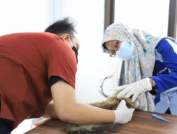 Puskeswan Kota Tangerang Layani Kesehatan Gratis untuk 6.167 Hewan Peliharaan di 2024