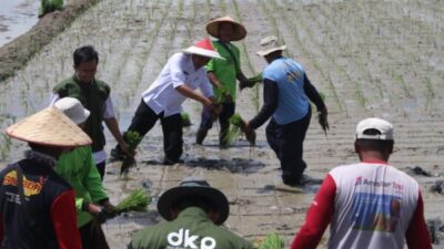 Petani dan pejabat Pemkot Tangerang ikut tanam padi serentak di Poktan Rawa Depan Jaya