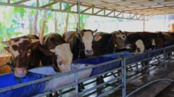 Jelang Iduladha, Pemkot Tangsel Perketat Pengawasan Hewan Kurban dan Kebersihan